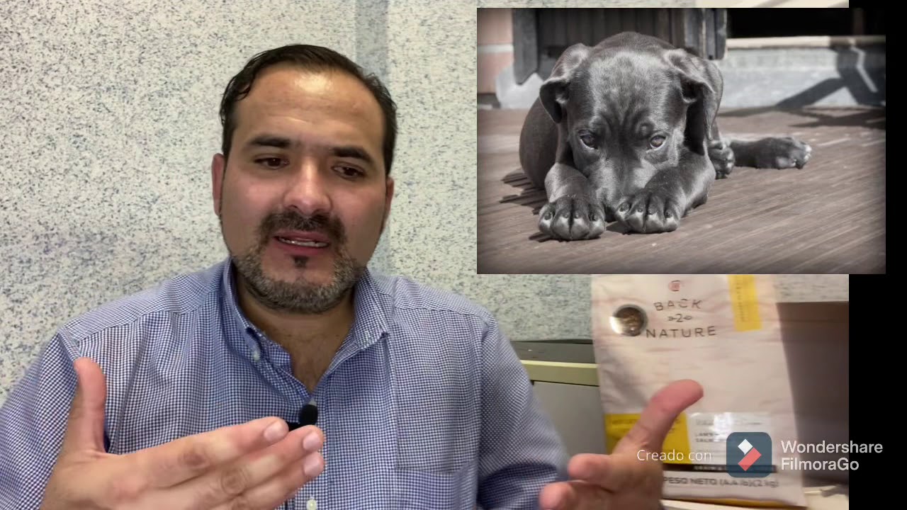 Cual Es El Mejor Alimento, Para Perro, La Mejor Croqueta.