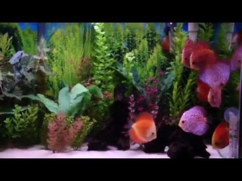 Discus 125 gallon tank