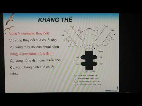 Capítulo 4: Kháng thể (Globulina - Miễn dịch) - Cô Phượng