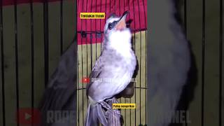 Download lagu trucukan nembak ngotot mp3 Download lagu trucukan nembak ngotot mp3