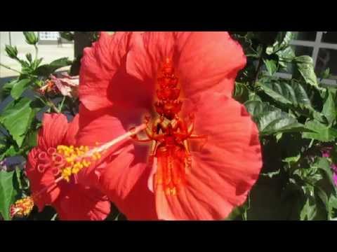 untitled (The Heart Sutra {chant})