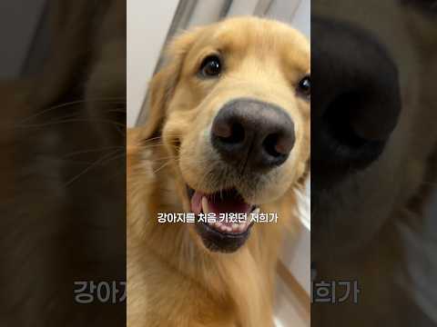 특징 : 착하기만함