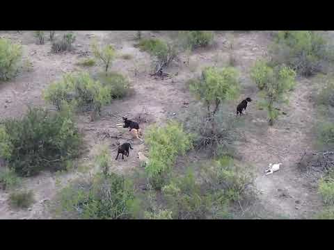 LRG 448 Maritima FM Perros cimarrones atacan ganado en campos cercanos a localidades