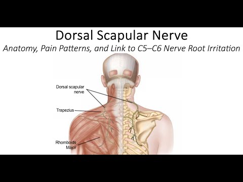 Dorsal Scapular Nerve | Shoulder Blade & Neck Pain Explained | Pain Free Health