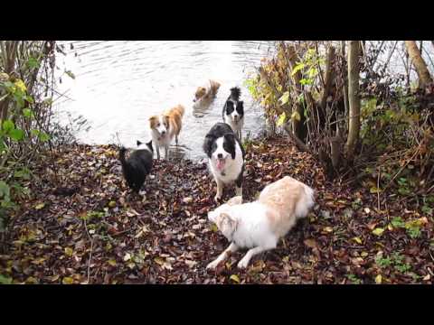 Kerst wandeling in de herfst bladeren 23 Dec2014