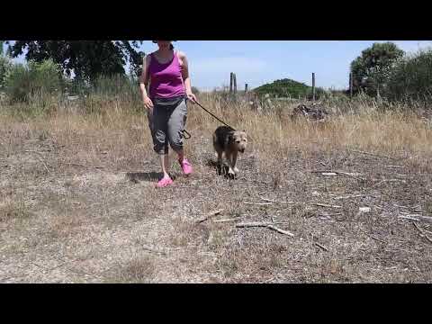 Vídeo de PETUNIA