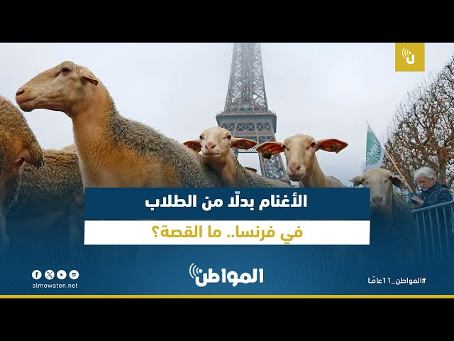 الأغنام بدلًا من الطلاب في فرنسا.. ما القصة؟