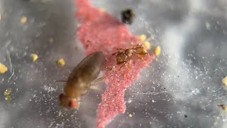Electric Ant (Wasmannia auropunctata) VS Fruit Fly