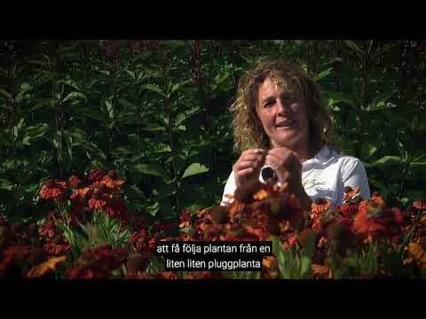 Från Sverige-växter odlade på Säve Plantskola.