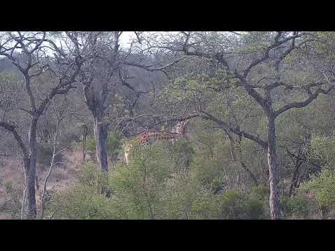 Djuma: Giraffes feeding in the distance - 16:15 - 09/29/21