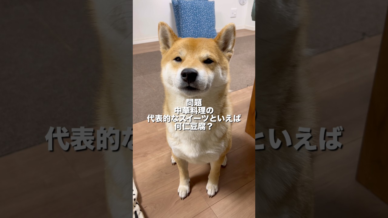 はたして！！柴犬とん君は、漢字も答えることができるのか！？　#柴犬　#柴犬とん