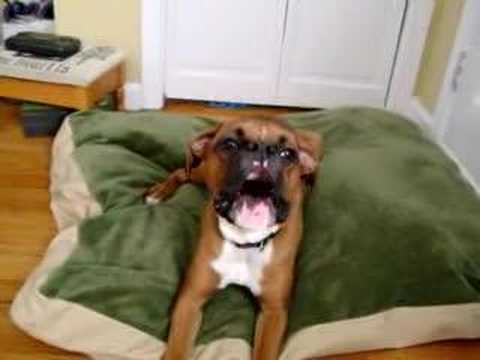 Hund versucht Mama zu sagen