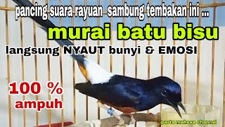 Download lagu Pancingan Suara Rayuan Murai batu Gacor Ampuh Buat Murai Diam Bisu Langsung Respon NYAUT BUNYI  mp3
