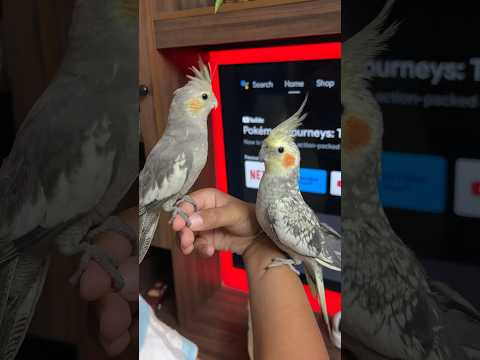 Unboxing of New Cockatiel Birds Hand Tamed Parrot #parrot