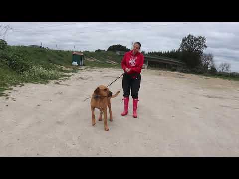 Vídeo de CHARLIE