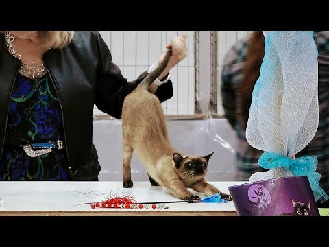 CFA International Show 2018 - Tonkinese kitten class judging