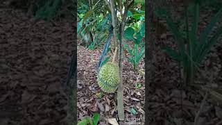 Download lagu Testimoni pemakaian pupuk Eco Farming pada Durian ,info lanjut Hub.Nafila WA:081333962502 mp3
