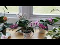 How To Get Your Orchids to Bloom (especially when they don't!)