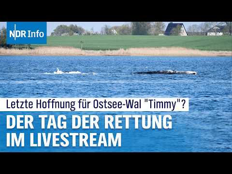 Video Thumbnail: Ostsee-Wal vor Poel: "Timmy" soll heute auf Barge verladen werden | NDR Info