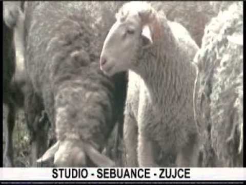 ZUJCE mise falji kucuk sulo