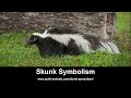 Skunk Symbolism