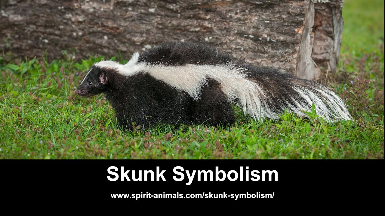 What does skunk mean in slang? Tipseri