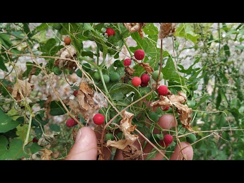 Bryonia Laciniosa Extract Powder