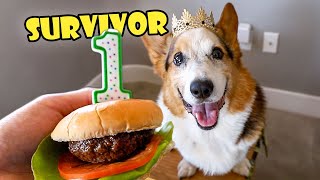 My Corgi Was Given 1 Year to Live || Life After College: Ep. 762