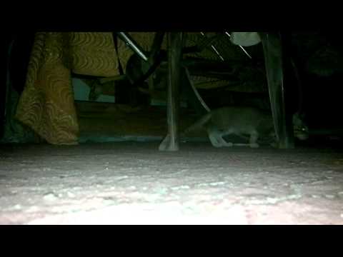 Maari Official Trailer