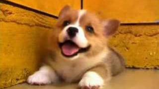 Cute Puppy