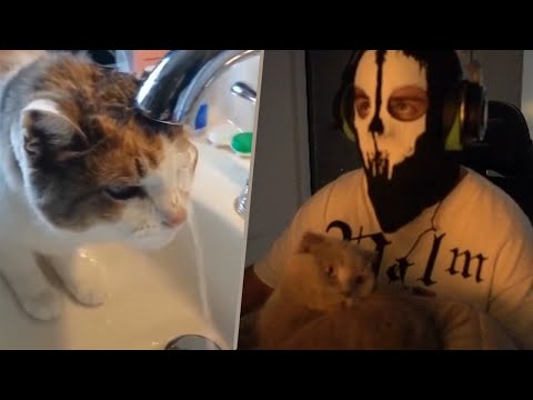 Nacho & Moji reagieren auf Funny Cats Compilation😱😂