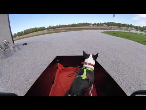 Dagen när Ines åkte till veterinären