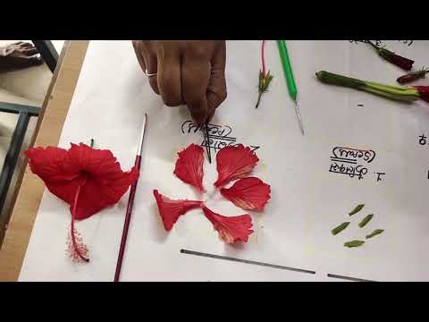 Hibiscus flower dissection practical work for All classes।