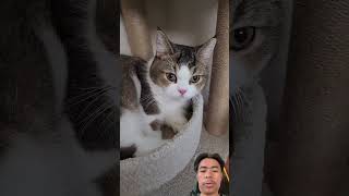 Download lagu @MODALKONTENDOANGG #cat #viral #youtubeshorts #funny #cute #kitten mp3