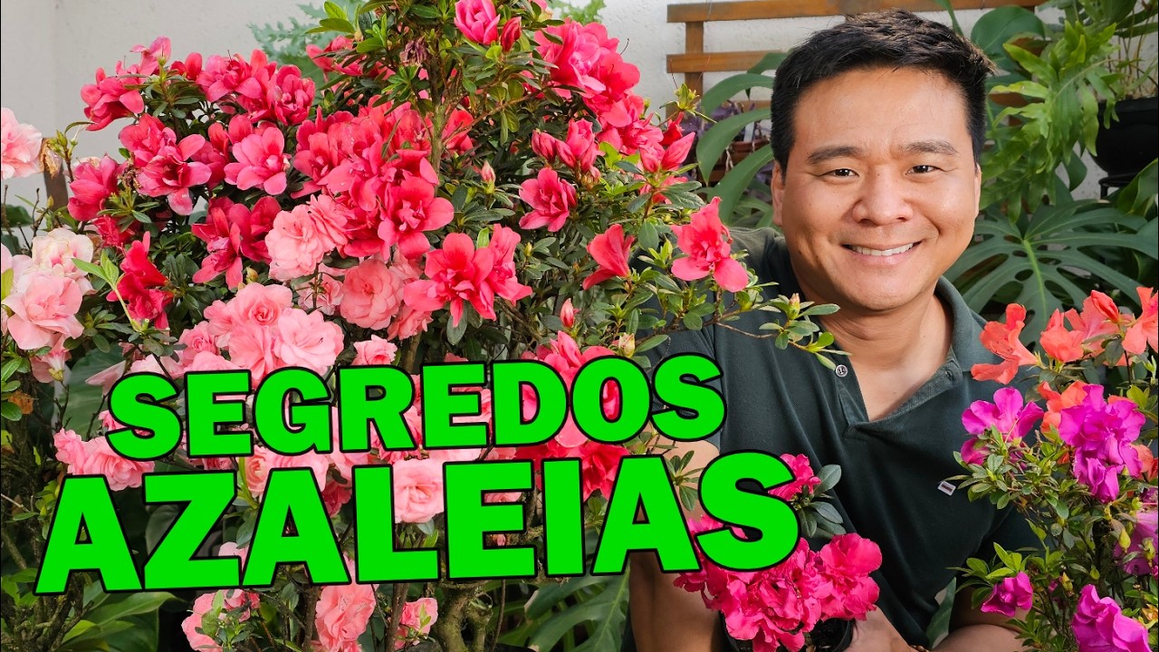 Azaleia como cultivar e ter lindas flores.