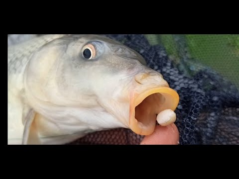 Honey Method Feeder on "Ribarska priča" lake! 🎣