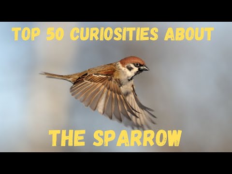 Top 50 Curiosities About the Sparrow