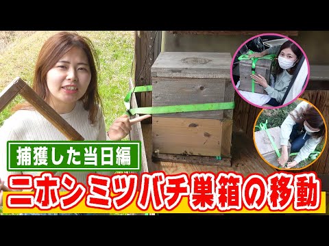 , title : 'ニホンミツバチ巣箱の移動方法〜捕獲した当日編〜'