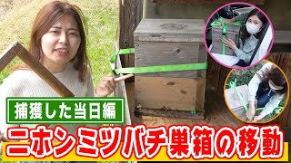 ニホンミツバチ巣箱の移動方法〜捕獲した当日編〜