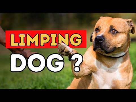 YouTube video about: How to treat a limping dog at home?