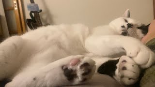 朝からメロい猫
