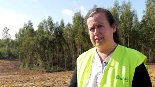Plantação Florestal em Minifúndio