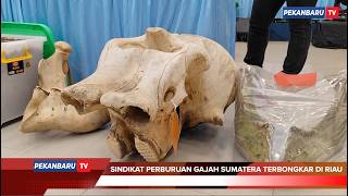 Sindikat Perburuan Gajah Sumatera Terbongkar di Riau