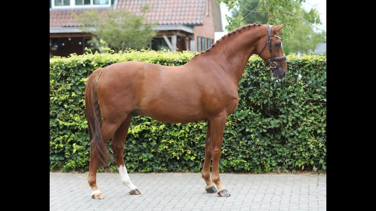 Jabulani Isriwica (CHAMAN x LORD Z) video 2