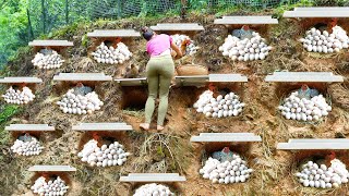Download lagu REWIND TIMALSPE --288 Days Building Many Nest For Hen To Lay Lots of Eggs, Hatched Many Chicks mp3