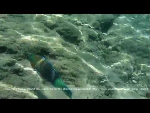 Daisy parrotfish.Egypt.Рыба разноцветный попугай.ديزي الببغاء