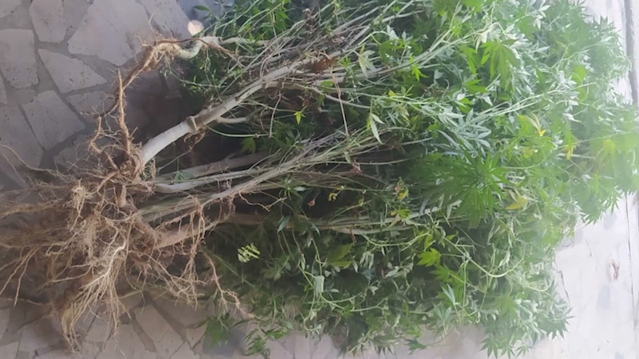 Մշակումն արգելված կանեփ էին աճեցրել ու բռնվել․ Արտաշատի ոստիկանների բացահայտումը