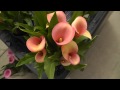 Coral Passion - Peach Calla Lilies