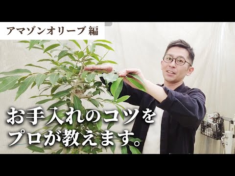 ウィンターグリーンのオリーブヤナギ 植物