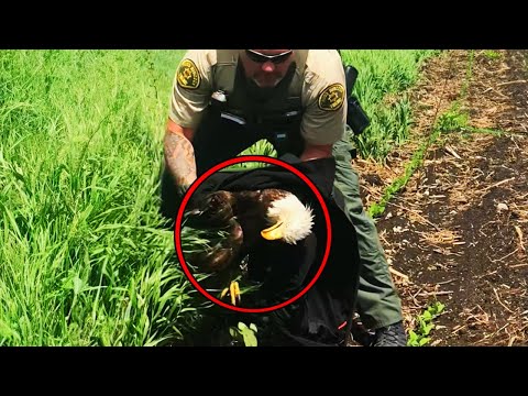 A Police Officer Found a Dying Eagle — What Happened Next Was Beautiful